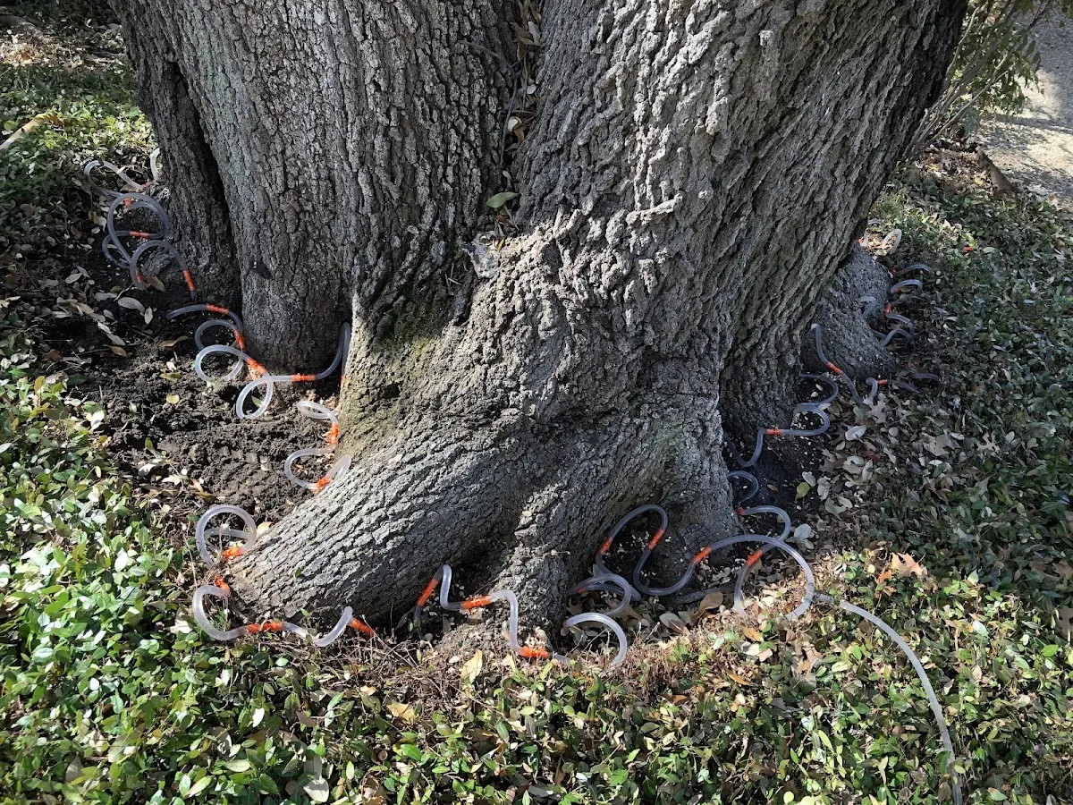 Detailed Shrub and Hedge Trimming job site in Katy