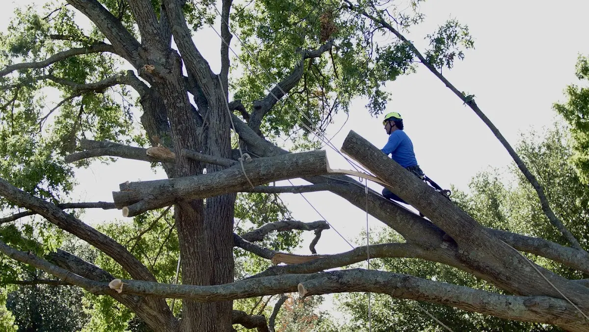 Professional Hazardous Tree Removal performed by certified arborists in Katy