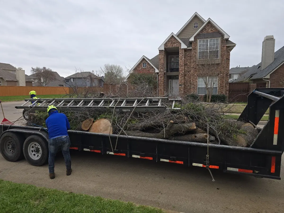 Expert Tree Removal with proper safety equipment in Katy